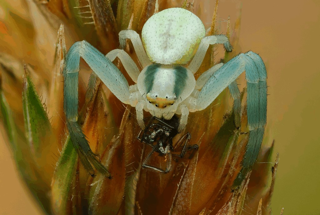 Misumena_vatia-7.jpg