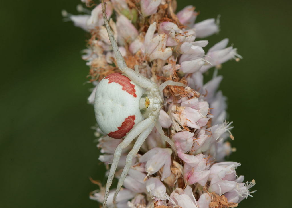 Misumena_vatia-8.jpg
