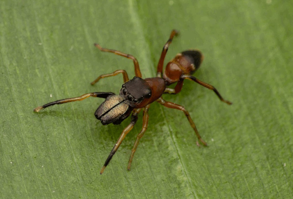 Myrmarachne_formicaria-2.jpg