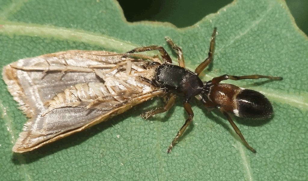 Myrmarachne_formicaria-3.jpg