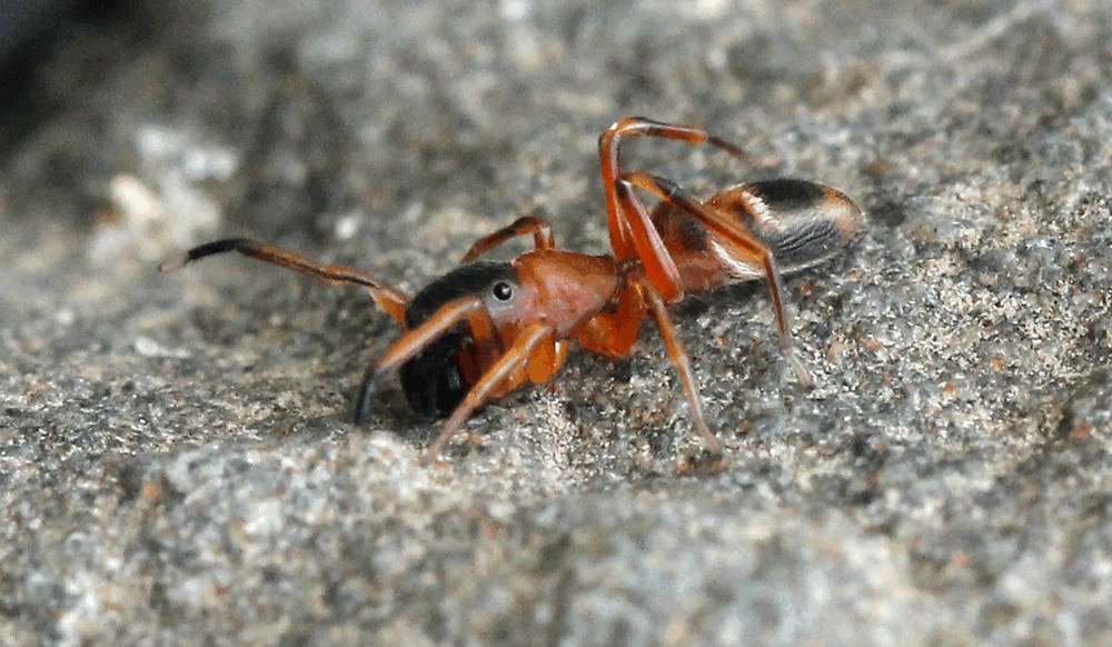 Myrmarachne_formicaria-4.jpg