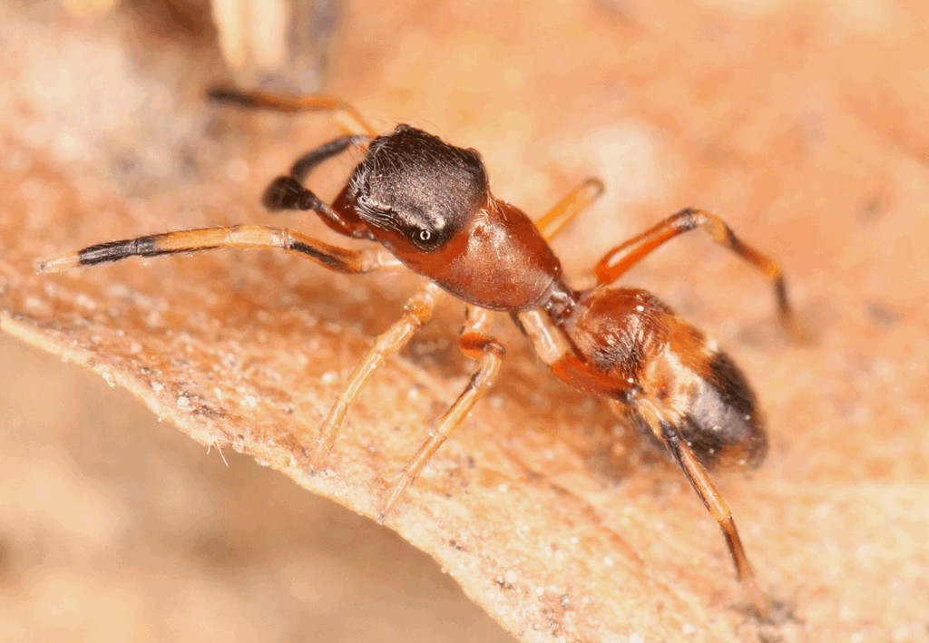 Myrmarachne_formicaria-6.jpg