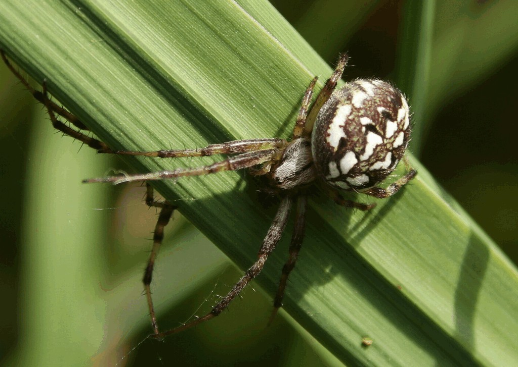 Neoscona_adianta-0.jpg