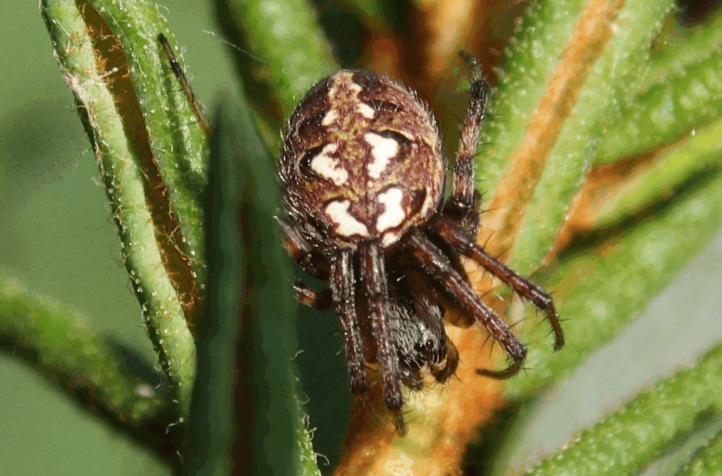 Neoscona_adianta-1.jpg