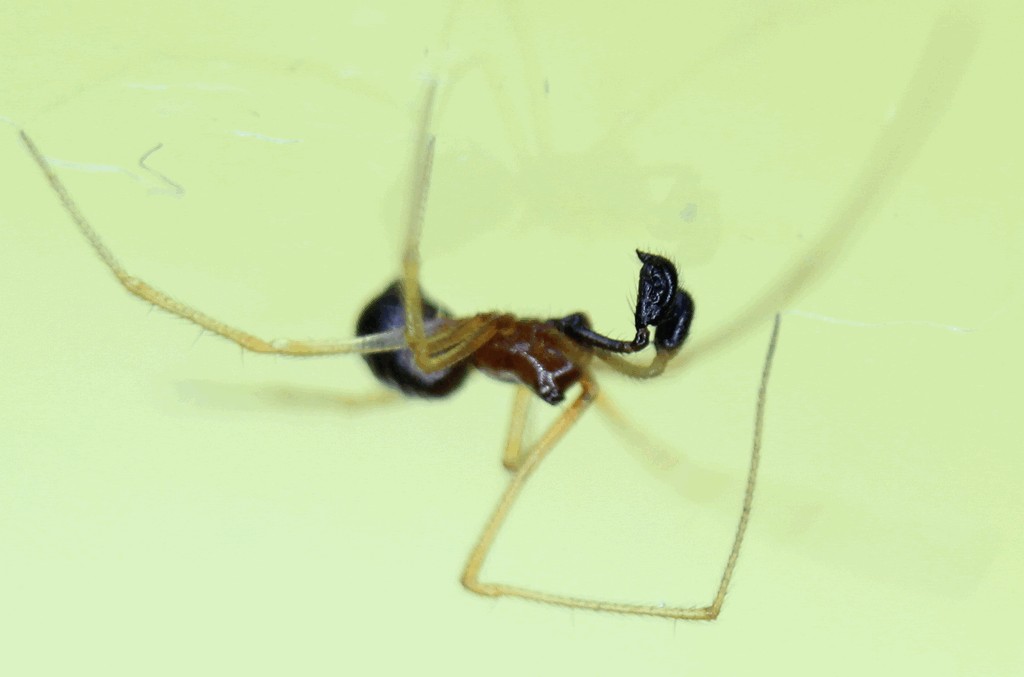 Neottiura_bimaculata-2.jpg