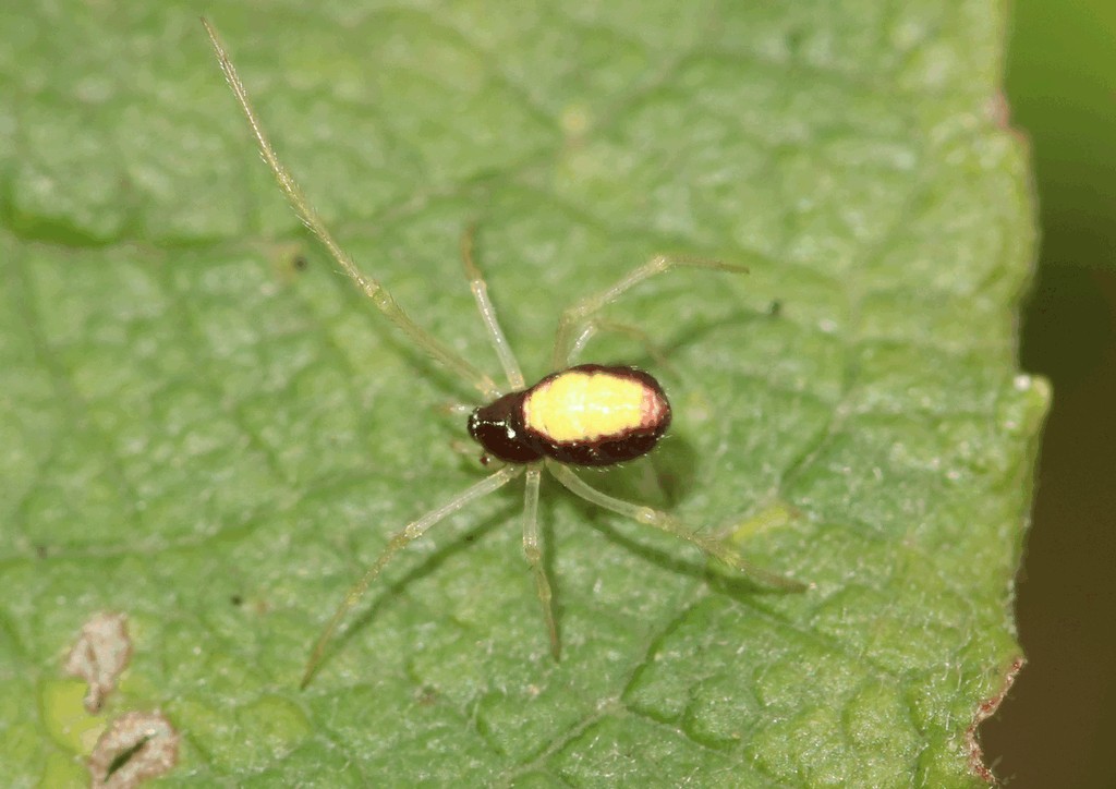 Neottiura_bimaculata-3.jpg