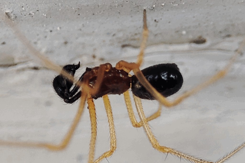 Neottiura_bimaculata-5.jpg