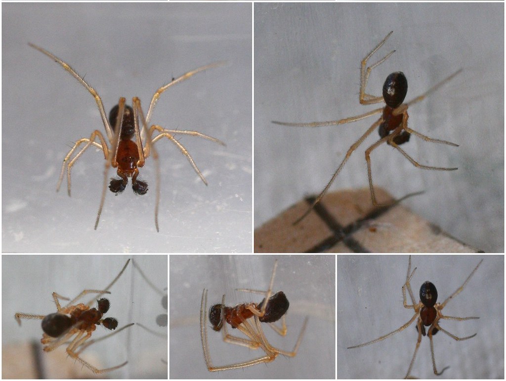 Neottiura_bimaculata-6.jpg