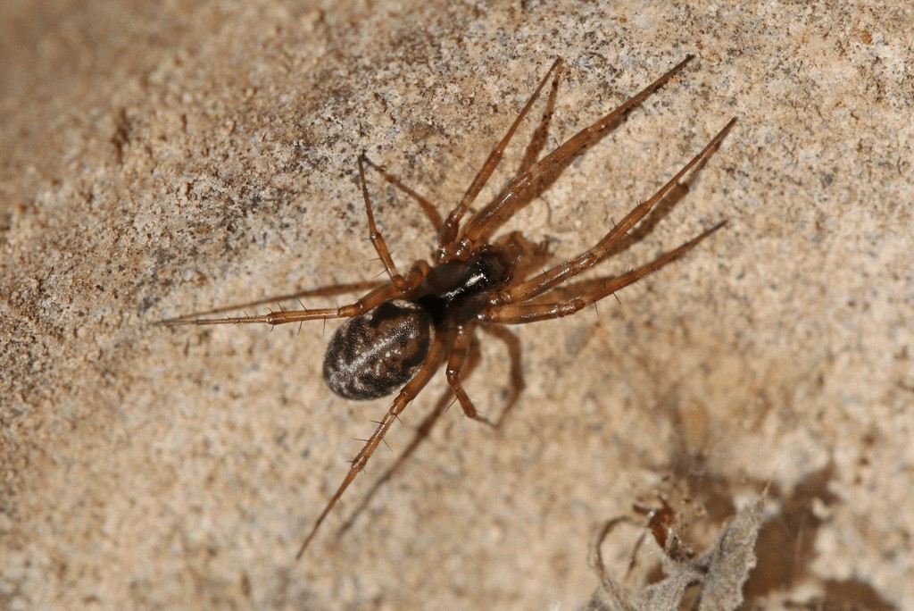 Neriene_clathrata-2.jpg