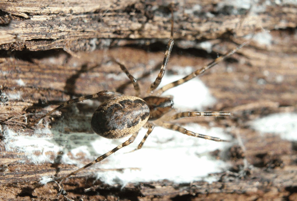 Neriene_montana-1.jpg