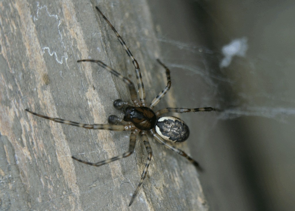 Neriene_montana-2.jpg