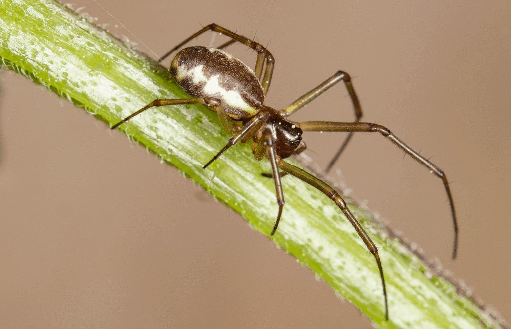Neriene_peltata-5.jpg