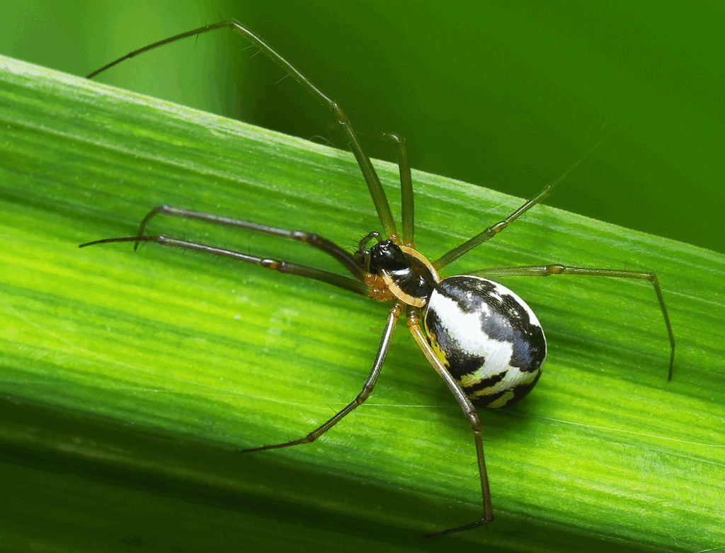 Neriene_radiata-1.jpg