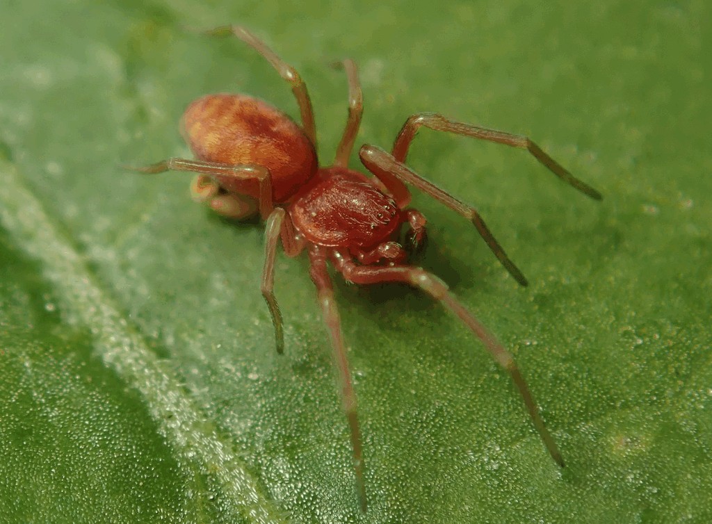 Nigma_flavescens-1.jpg