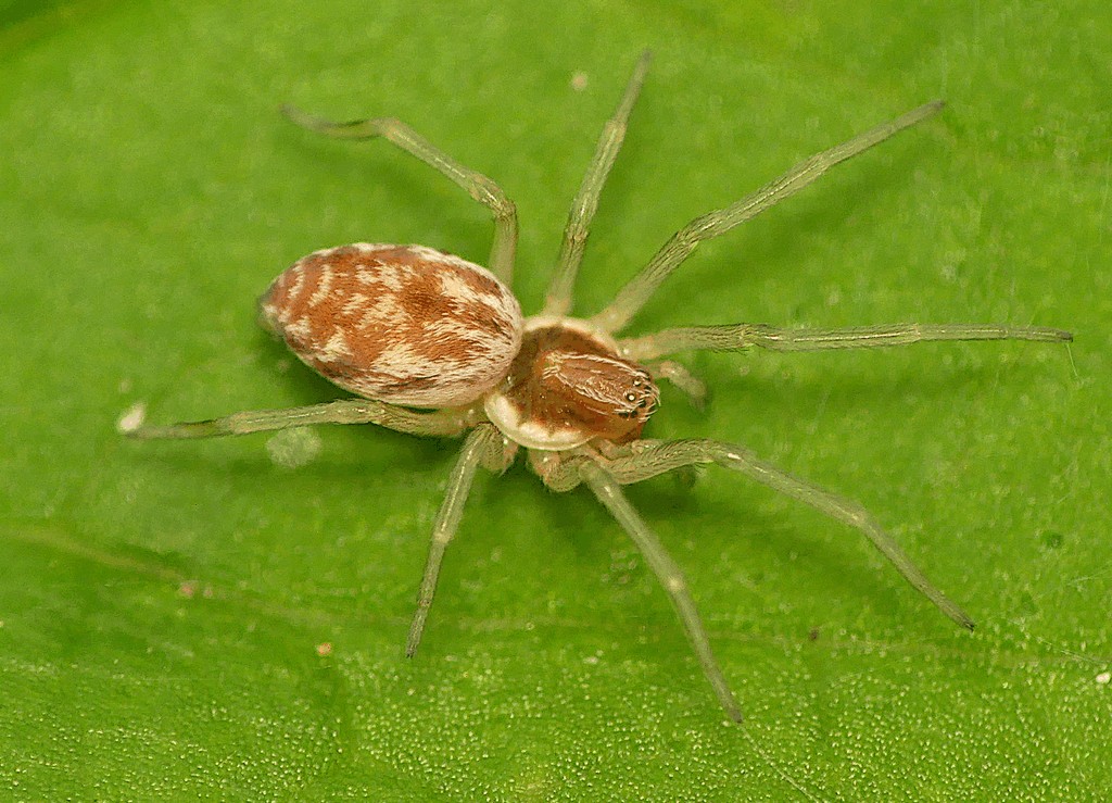Nigma_flavescens-2.jpg
