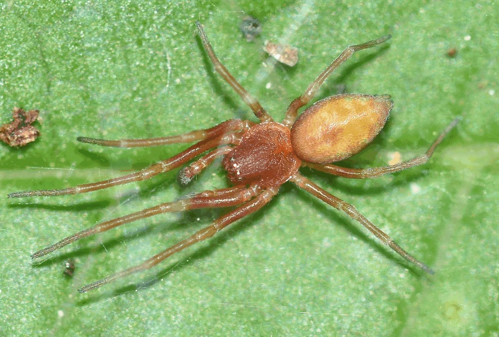 Nigma_flavescens-3.jpg