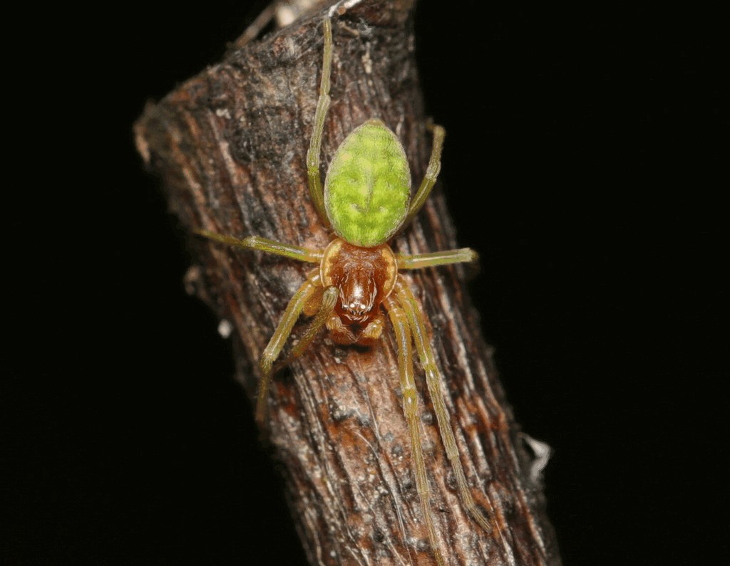 Nigma_walckenaeri-1.jpg
