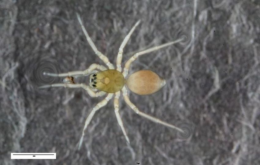 Notioscopus_sarcinatus-1.jpg