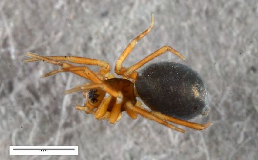 Notioscopus_sarcinatus-2.jpg
