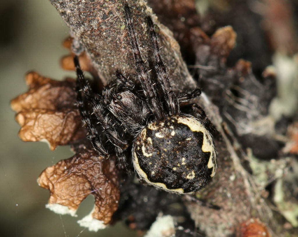 Nuctenea_silvicultrix-2a.jpg