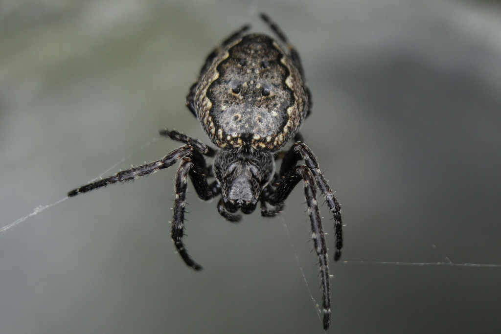Nuctenea_umbratica-1.jpg