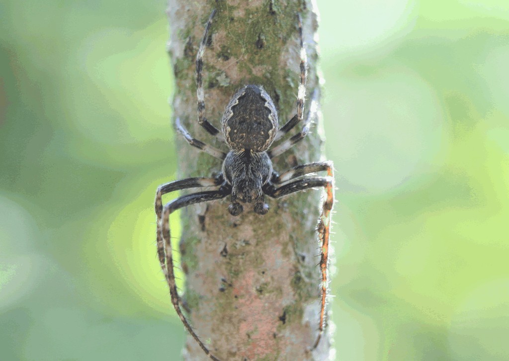 Nuctenea_umbratica-2.jpg