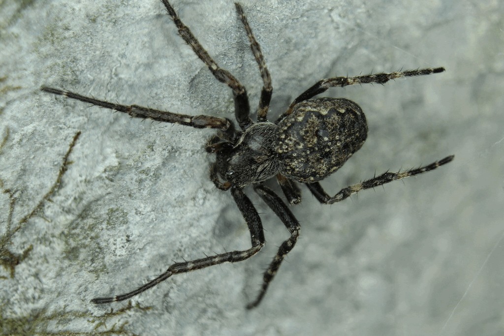 Nuctenea_umbratica-3.jpg