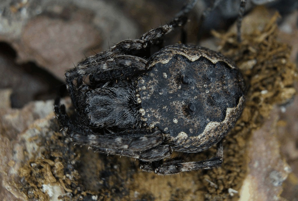 Nuctenea_umbratica-5.jpg