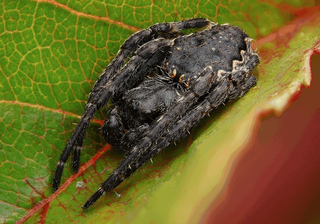Nuctenea_umbratica-6.jpg