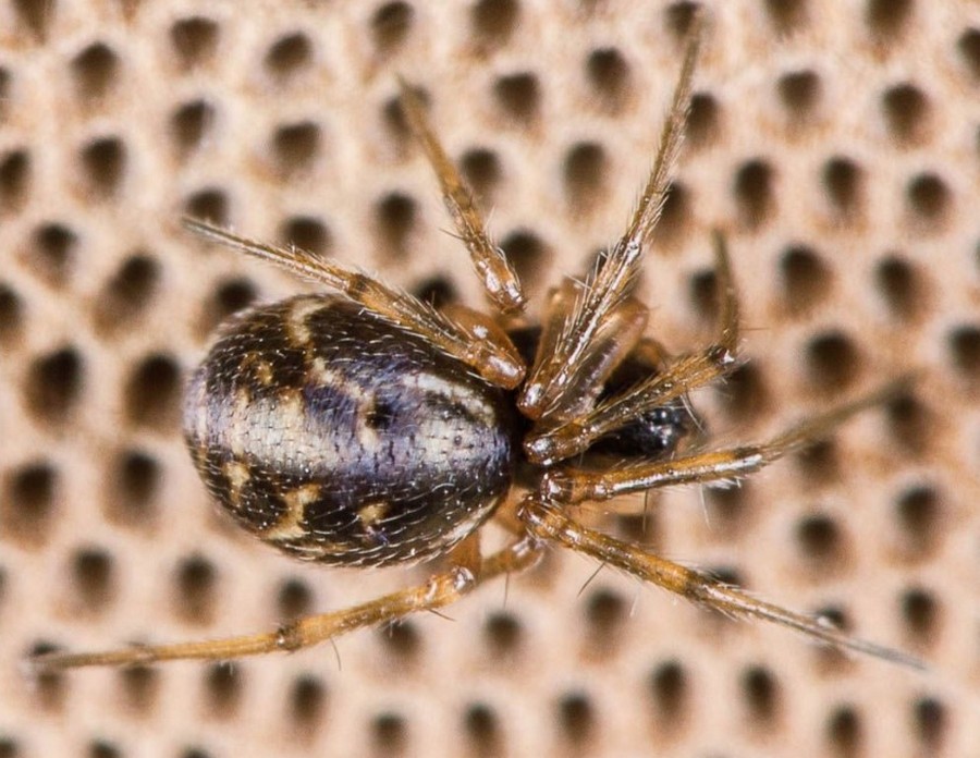 Obscuriphantes_obscurus-0.jpg