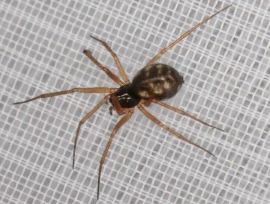 Obscuriphantes_obscurus-1.jpg