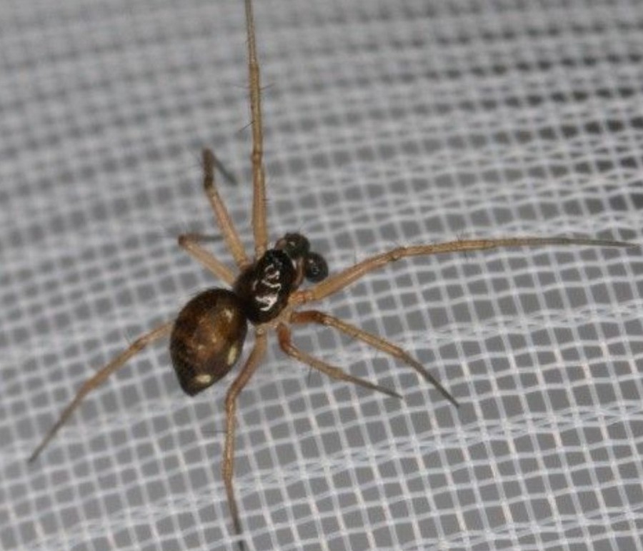 Obscuriphantes_obscurus-2.jpg