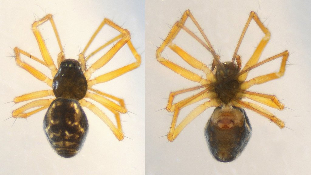 Obscuriphantes_obscurus-4.jpg