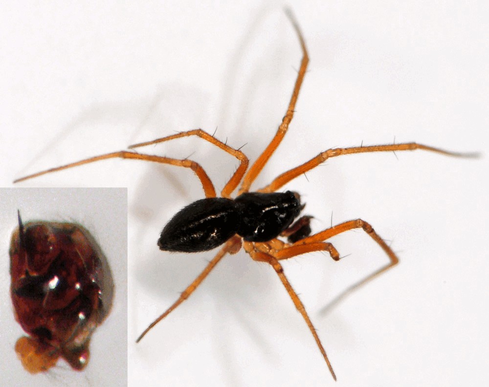 Obscuriphantes_obscurus-5.jpg