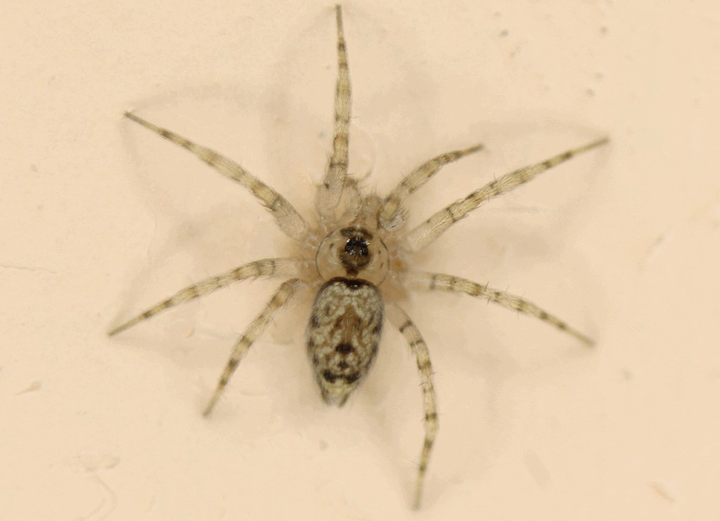 Oecobius_navus-1.jpg