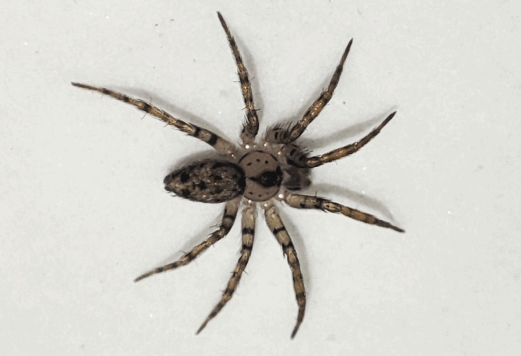 Oecobius_navus-2.jpg