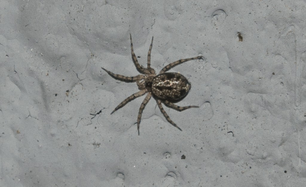 Oecobius_navus-3.jpg