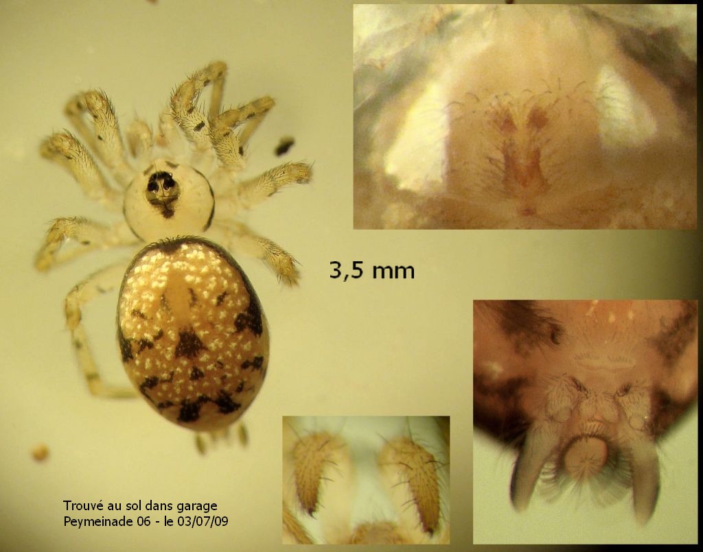 Oecobius_navus-4.jpg