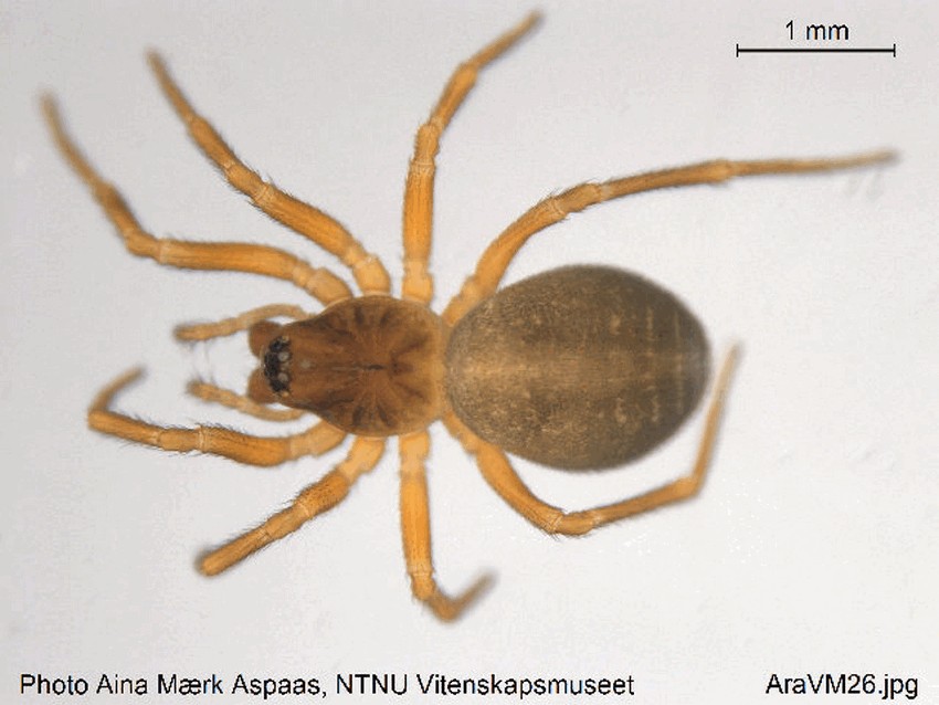 Oedothorax_apicatus-1.jpg