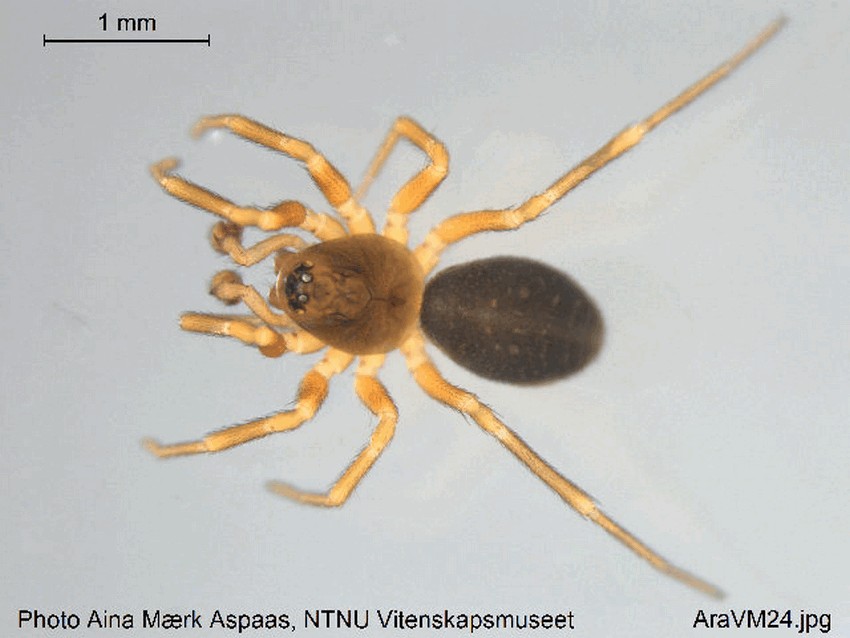 Oedothorax_apicatus-2.jpg