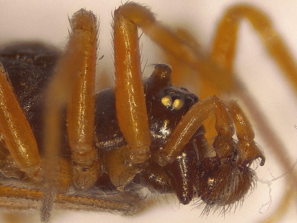 Oedothorax_apicatus-3.jpg