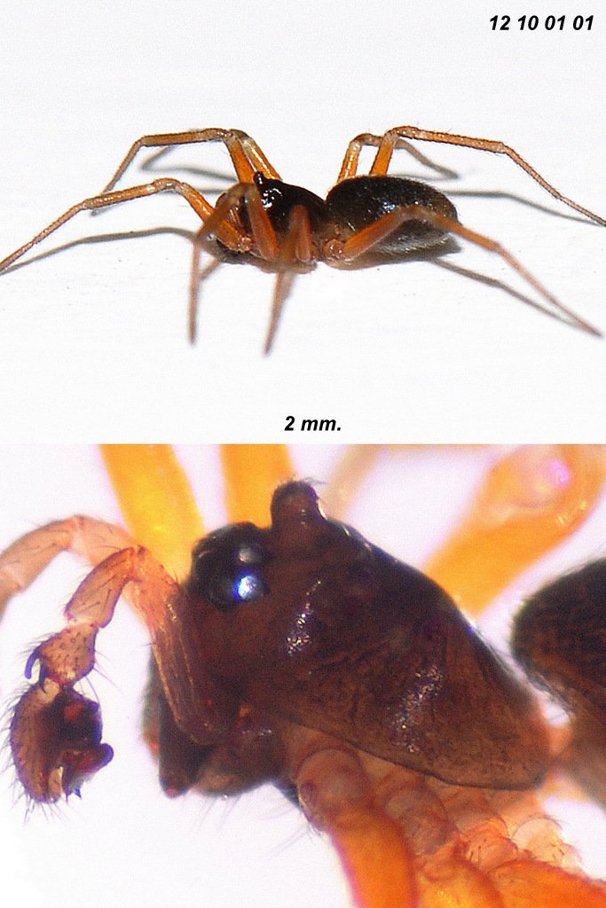 Oedothorax_apicatus-4.jpg