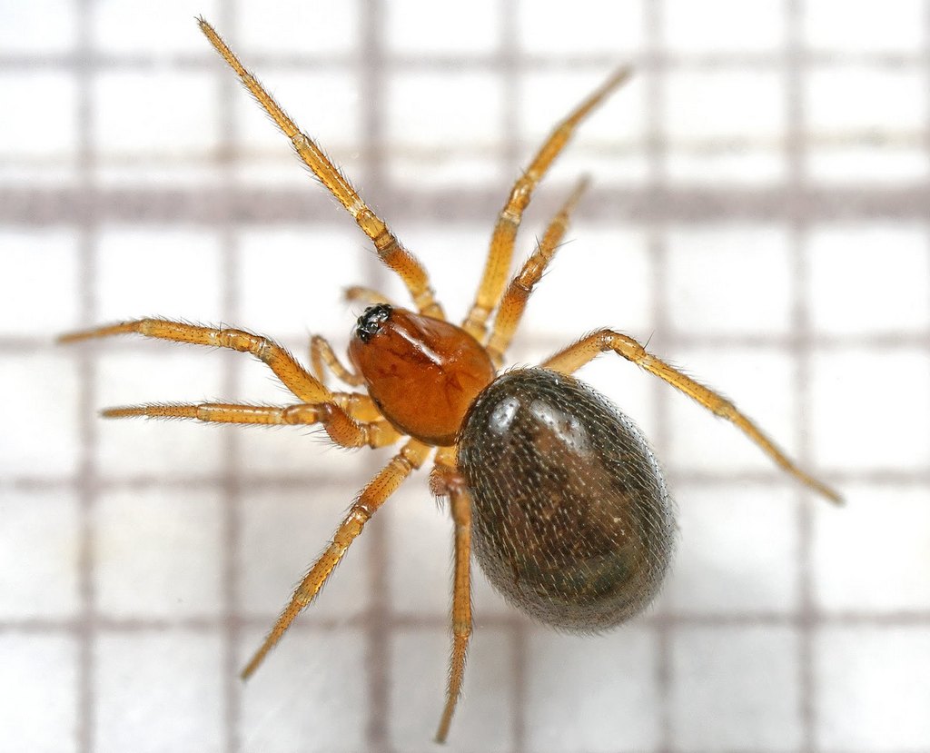 Oedothorax_fuscus-1.jpg