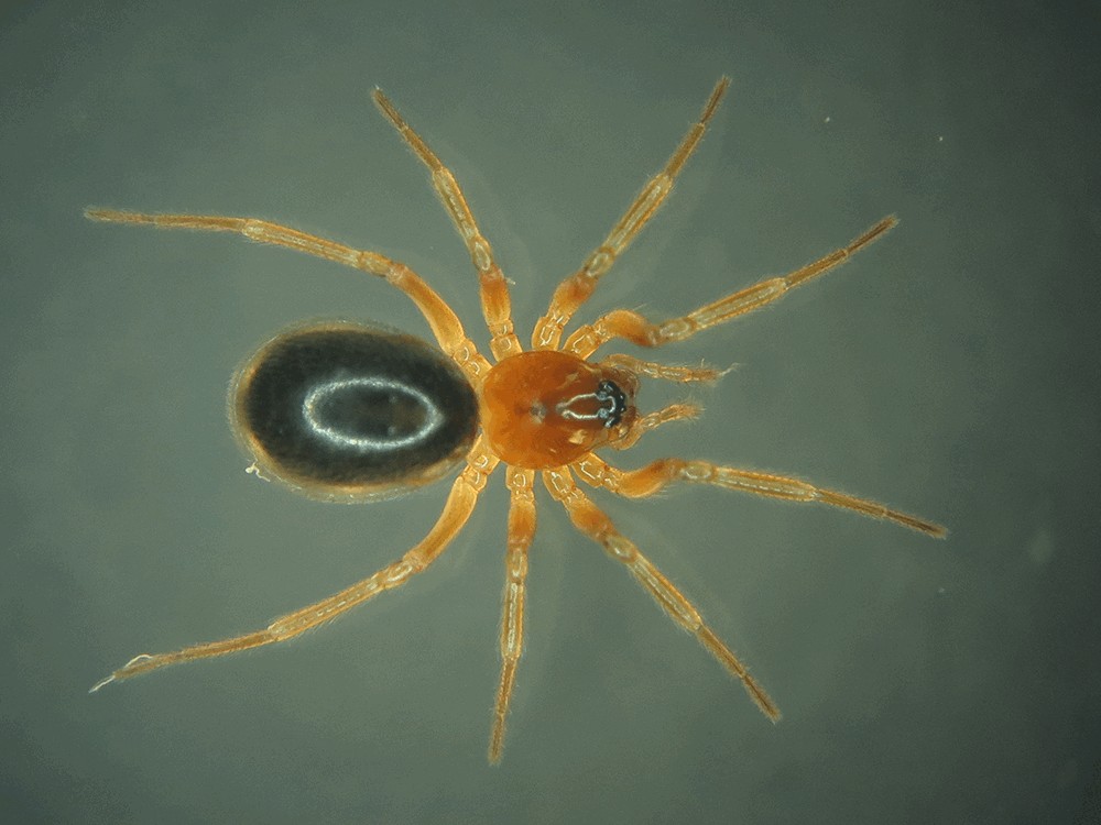 Oedothorax_fuscus-5.jpg