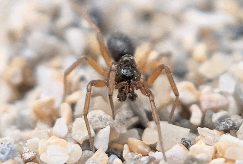 Oedothorax_gibbosus-2.jpg