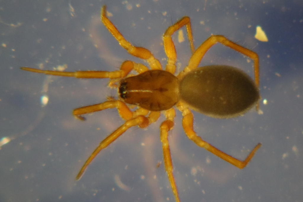 Oedothorax_gibbosus-3.jpeg