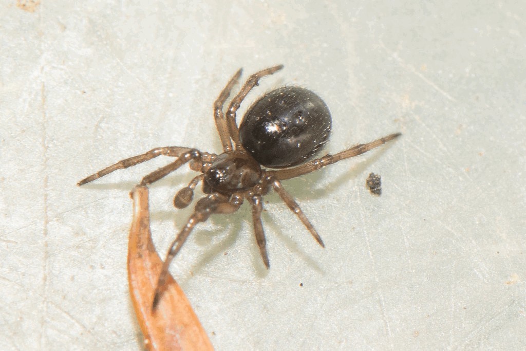 Oedothorax_retusus-1a.jpg