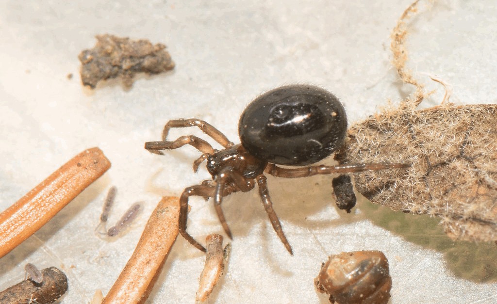 Oedothorax_retusus-2a.jpg