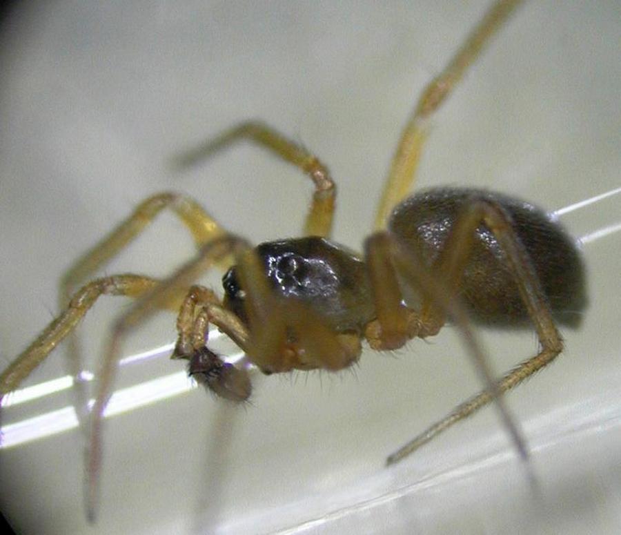Oedothorax_retusus-3.jpg