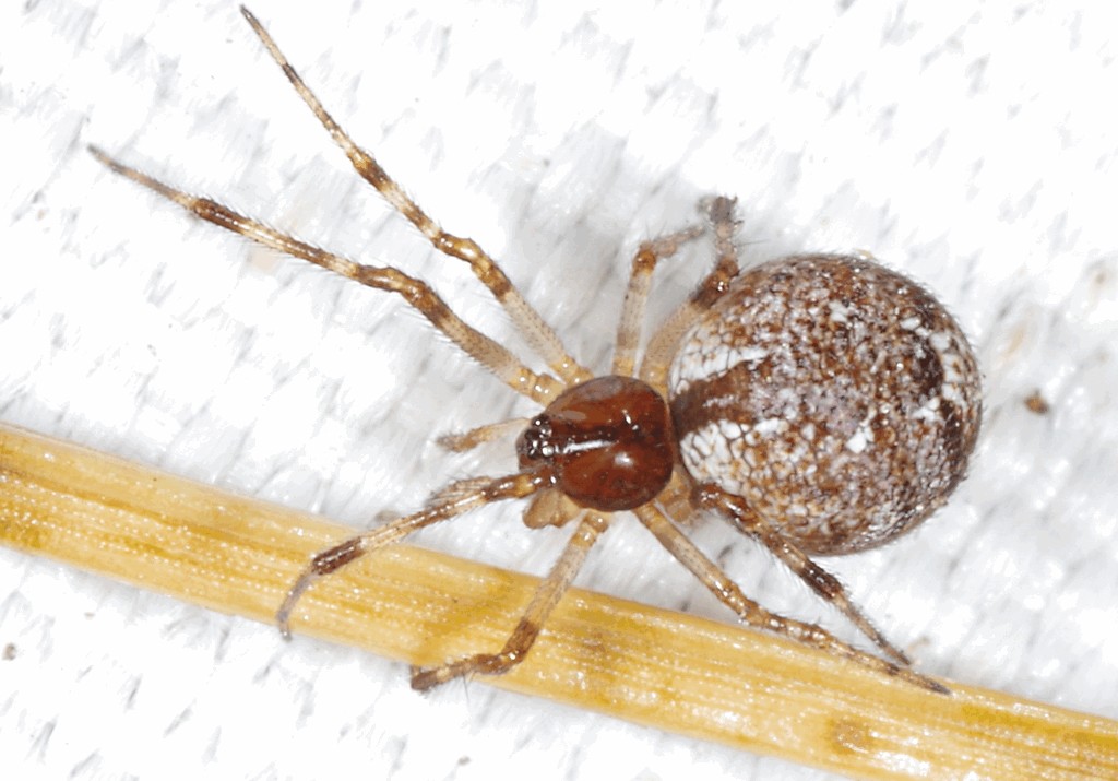 Ohlertidion_ohlerti-1.jpg